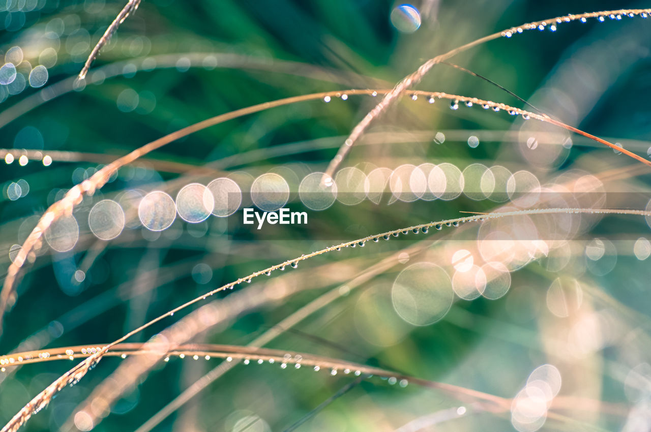 Close-up of raindrops on leaf