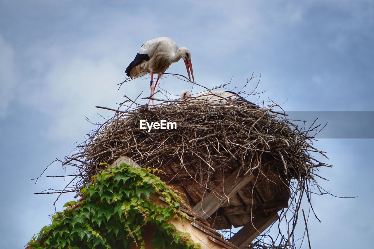 Low angle view of birds in nest against sky