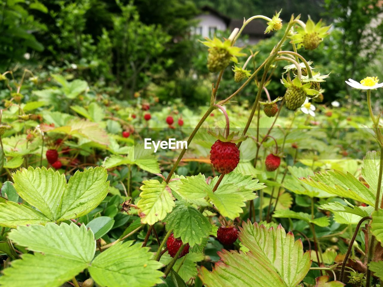 Wild strawberries growing outdoors