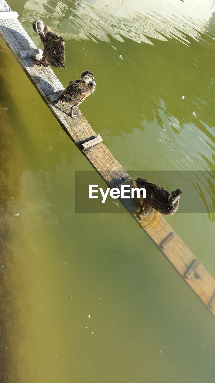 High angle view of ducks on wood in lake