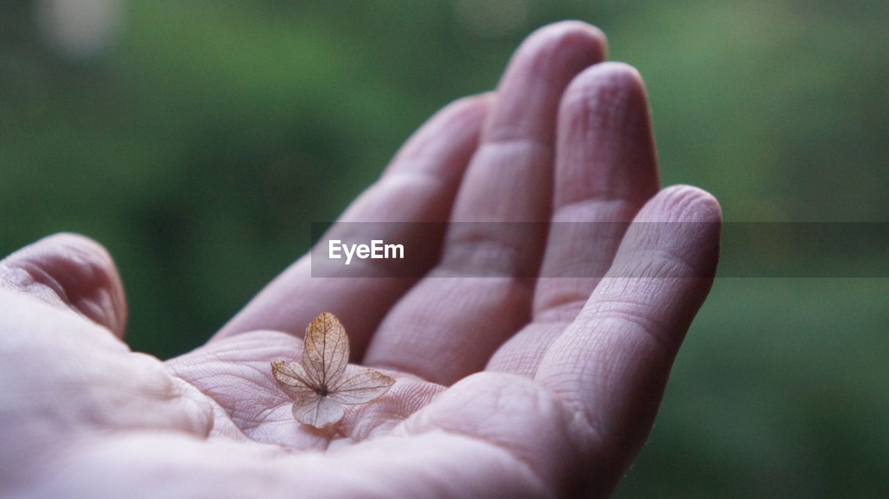 Cropped hand holding flower