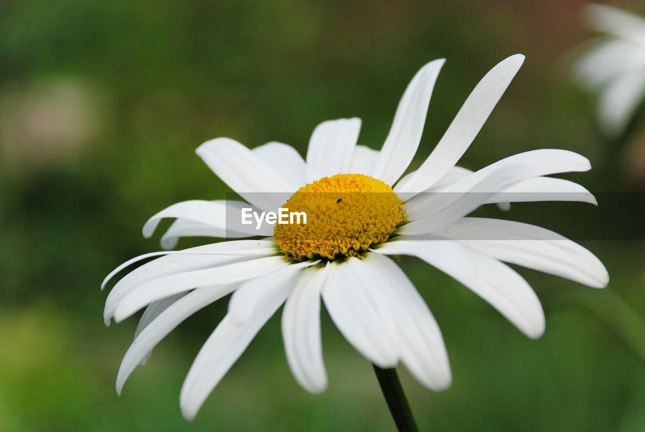 Close-up of white daisy flower