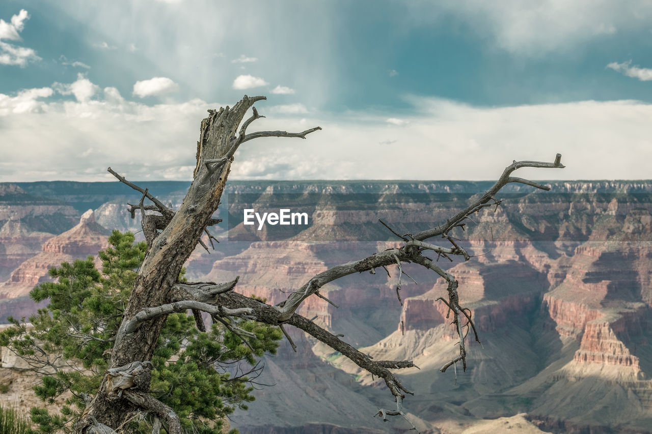 Scenic view of tree against sky and grand canyon