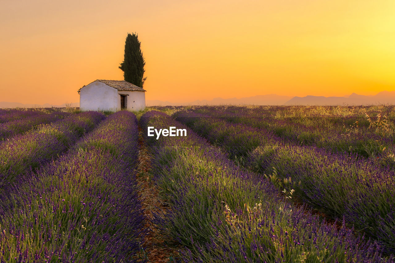 Scenic view of lavender farm against orange sky