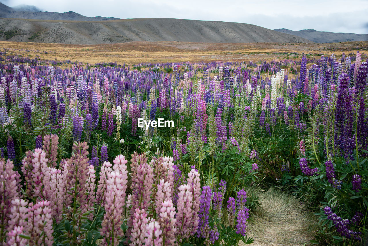 Purple flowering plants on field