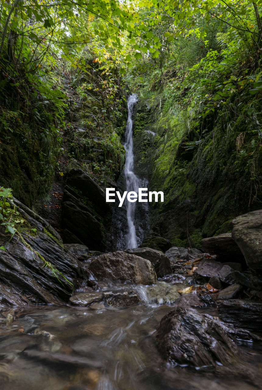 Scenic view of waterfall in forest