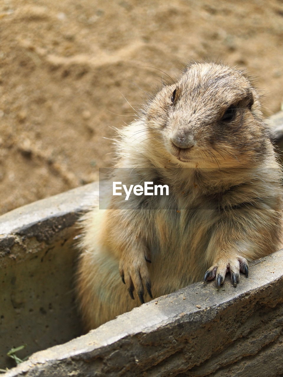 Close-up of prairie dog on rock