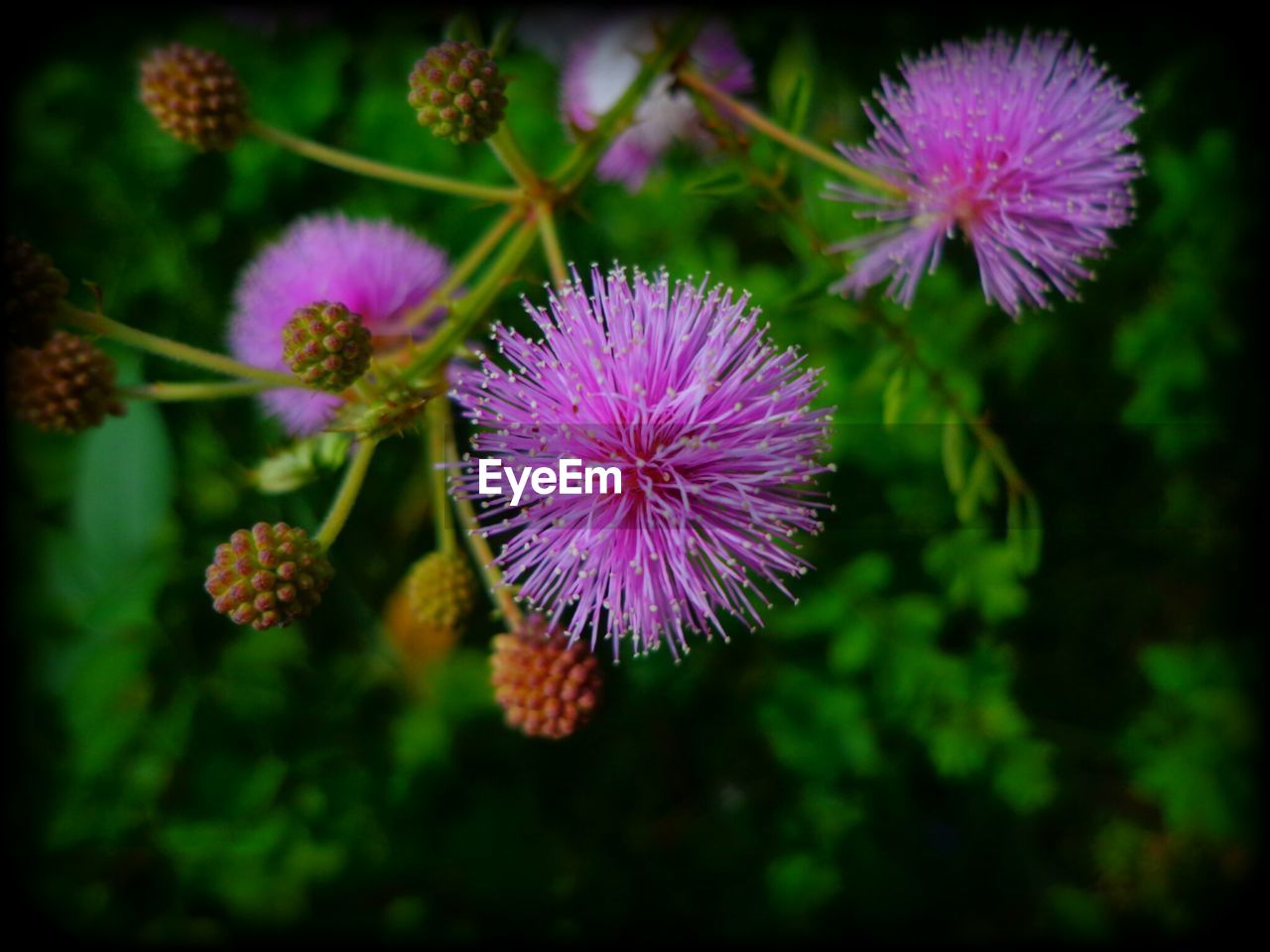 CLOSE-UP OF PURPLE FLOWERS