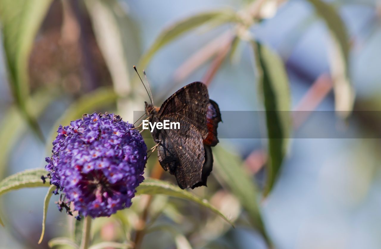 BUTTERFLY POLLINATING ON PURPLE FLOWER