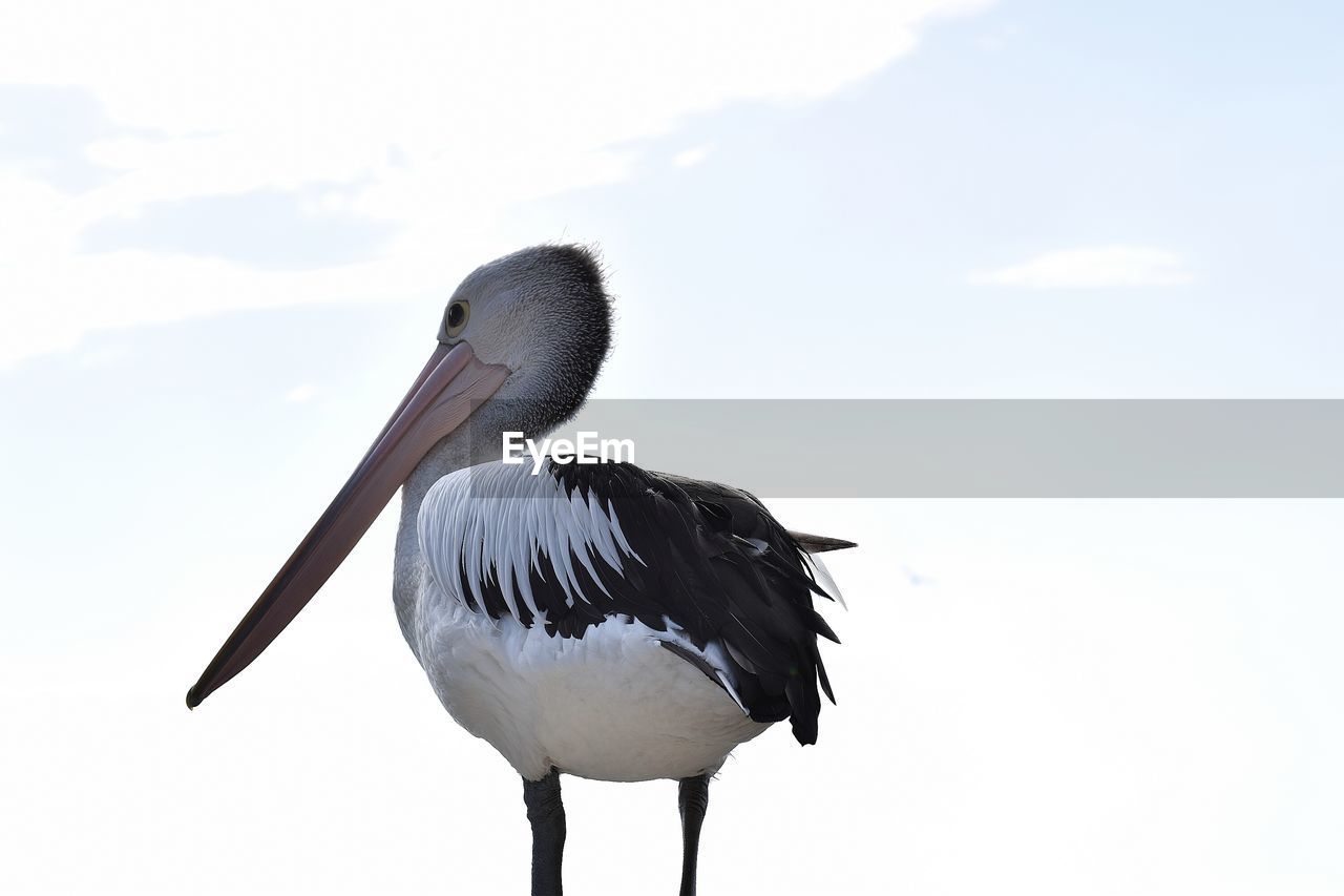 CLOSE-UP OF A BIRD ON ROCK