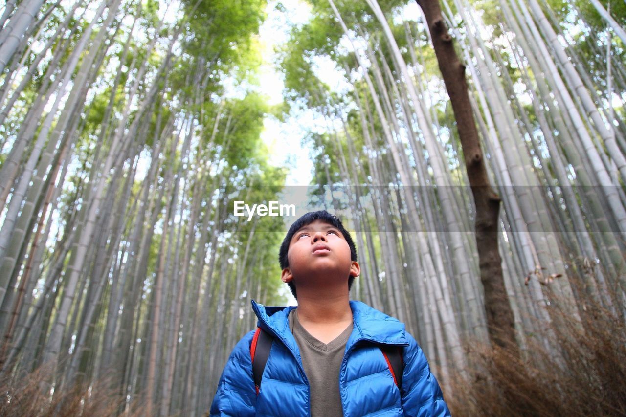 Low angle view of boy looking up in forest