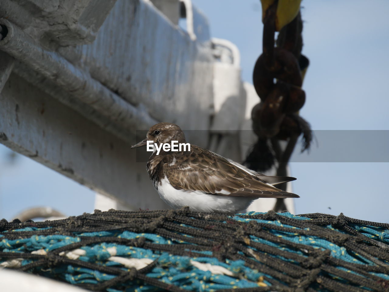 Close-up of bird