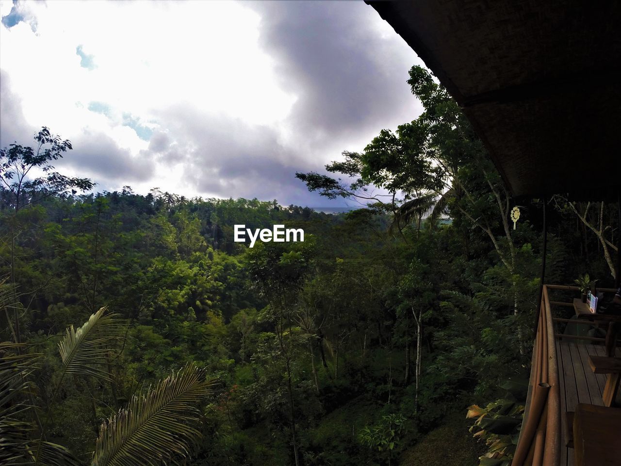 PANORAMIC SHOT OF TREES AND PLANTS AGAINST SKY