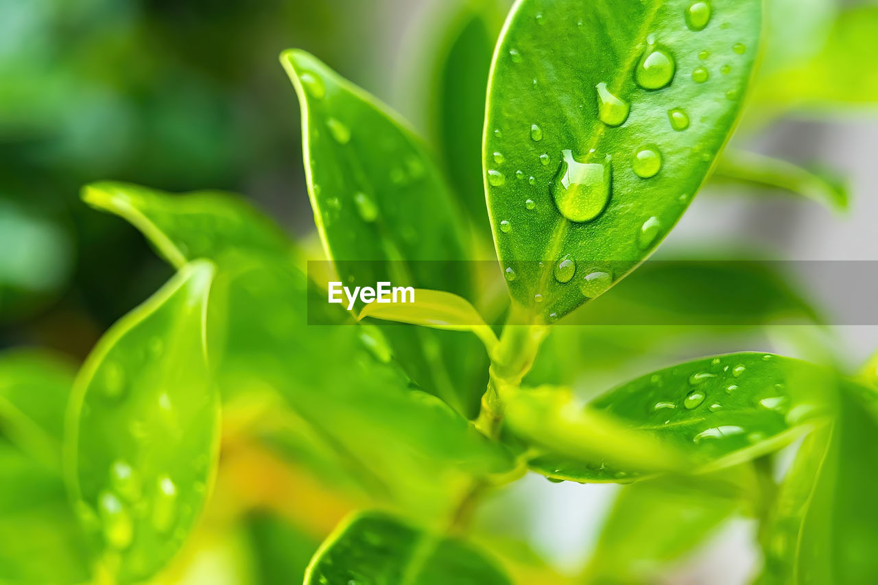 CLOSE-UP OF WET PLANT LEAVES