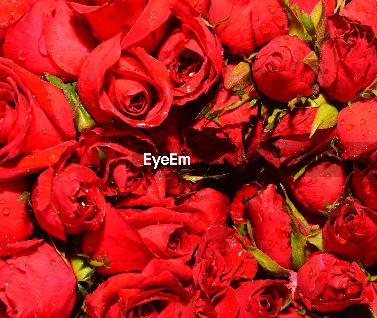 FULL FRAME SHOT OF RED ROSE PETALS ON PLANT