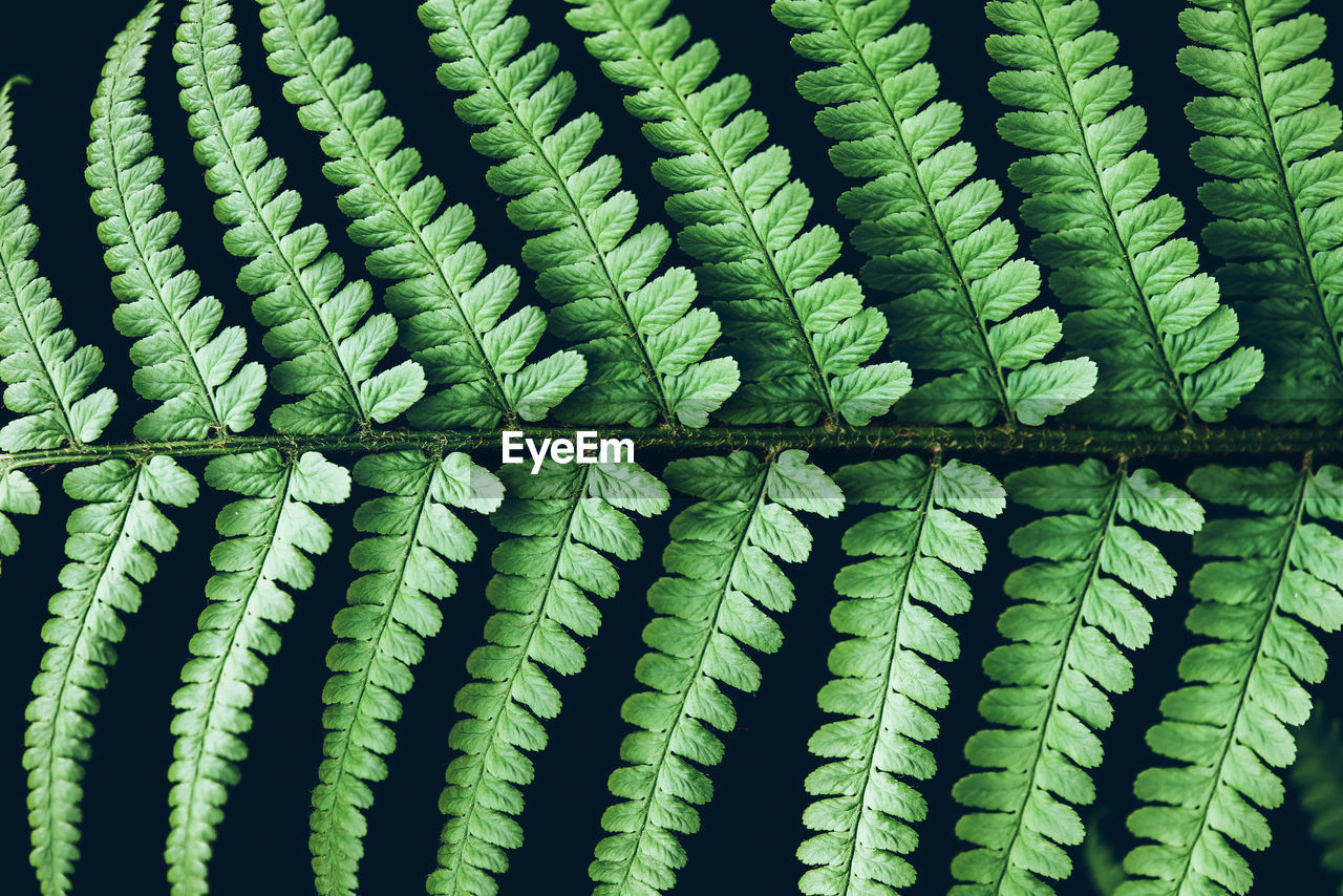 Beautiful perfect natural fern leaves on black background green natural concept life growth concept