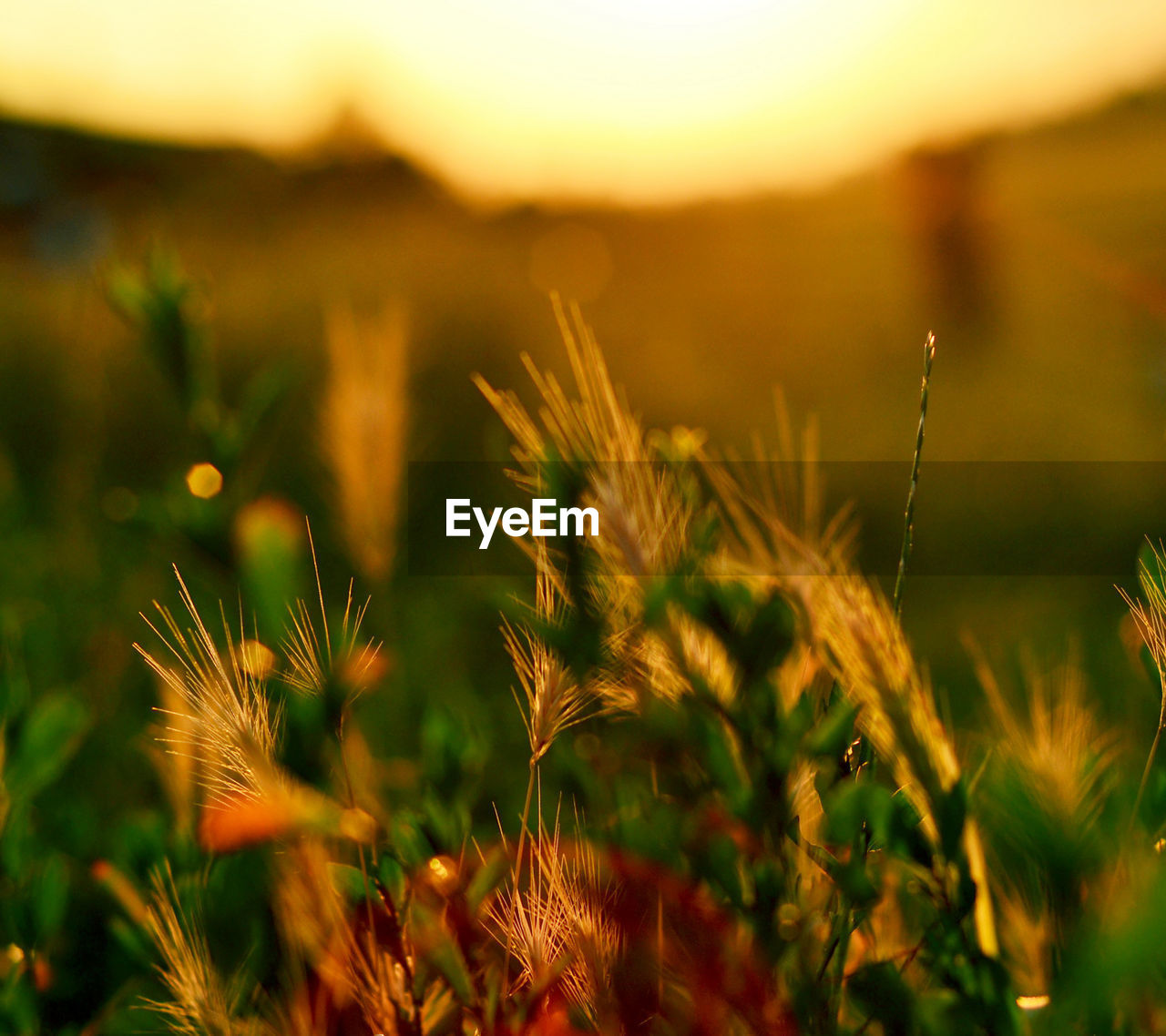 Close-up of wheat growing on field against sky