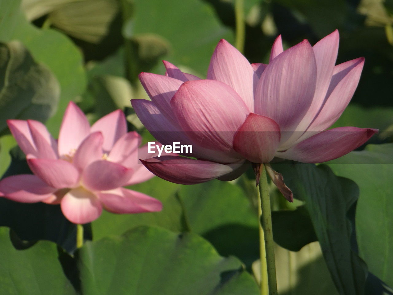 flower, flowering plant, plant, freshness, pink, beauty in nature, leaf, aquatic plant, plant part, petal, water lily, close-up, nature, proteales, flower head, fragility, inflorescence, lotus water lily, no people, pond, lily, growth, green, water, blossom, outdoors, focus on foreground, magenta, springtime