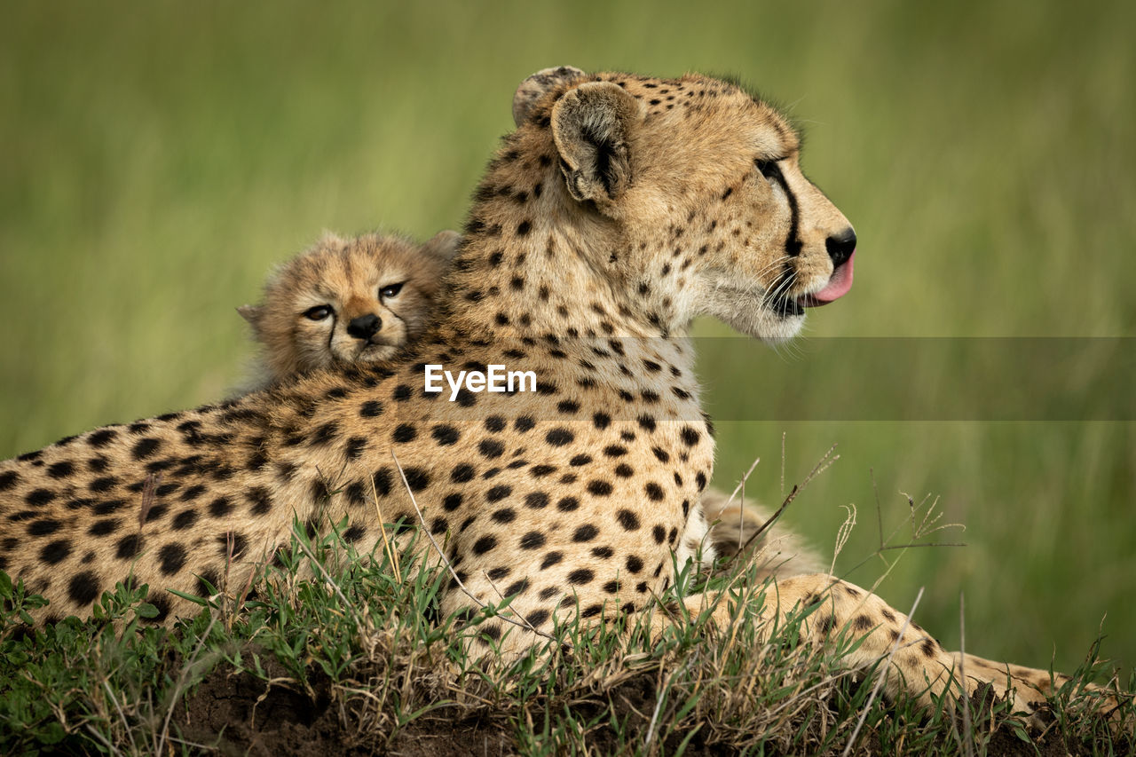 Close-up of cheetah sitting with cub on grass