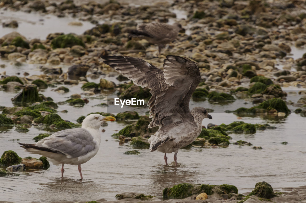 Flock of seagulls at lakeshore