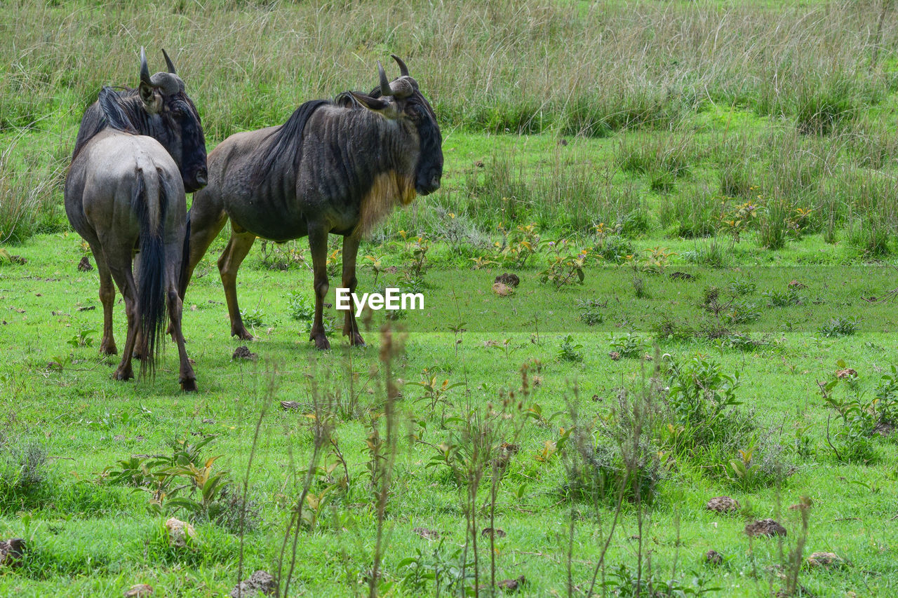 Wildebeests standing guard in a lush field
