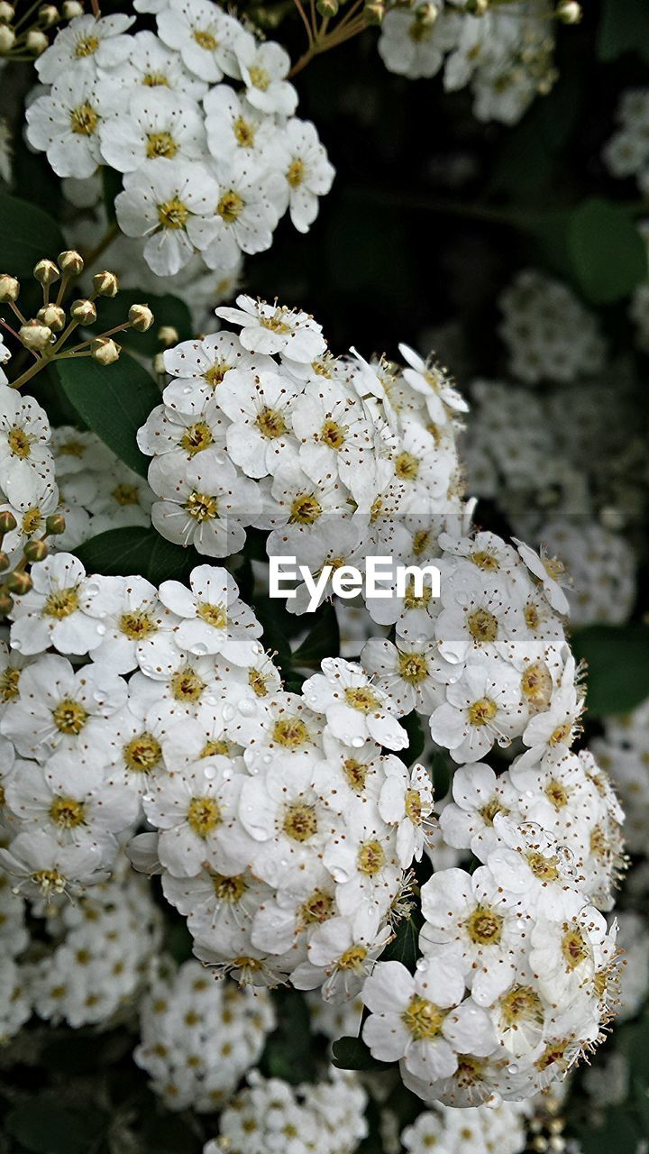 Close-up of beautiful white flowers