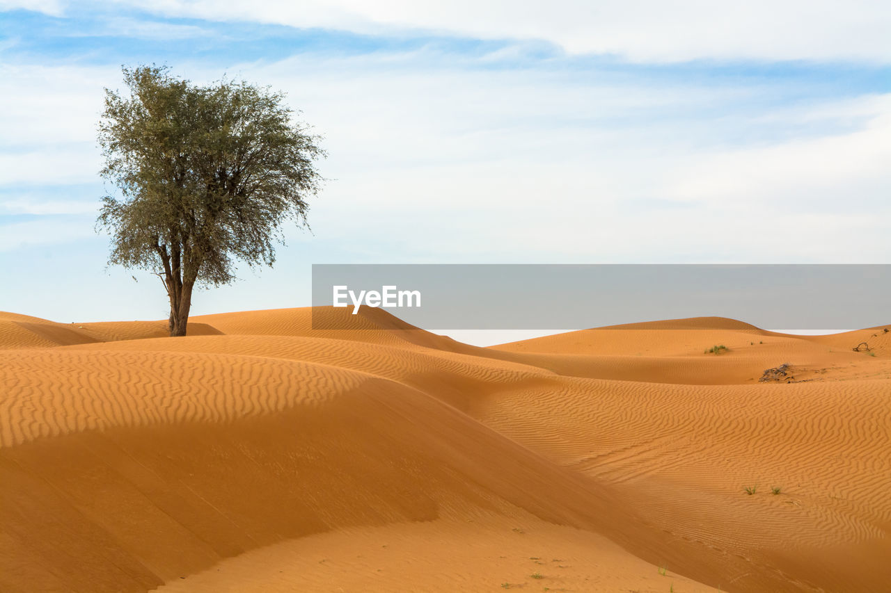 Scenic view of lone tree in desert