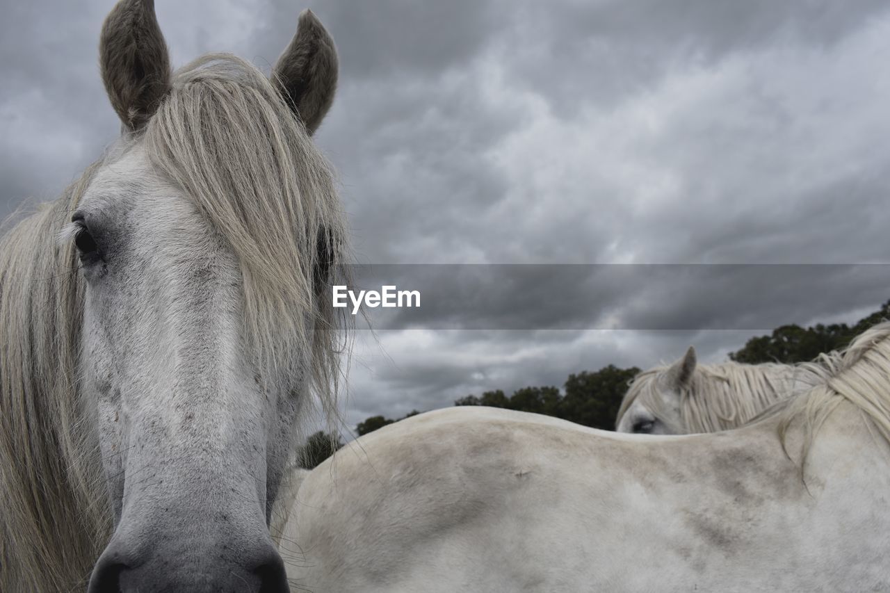 View of a horse against cloudy sky