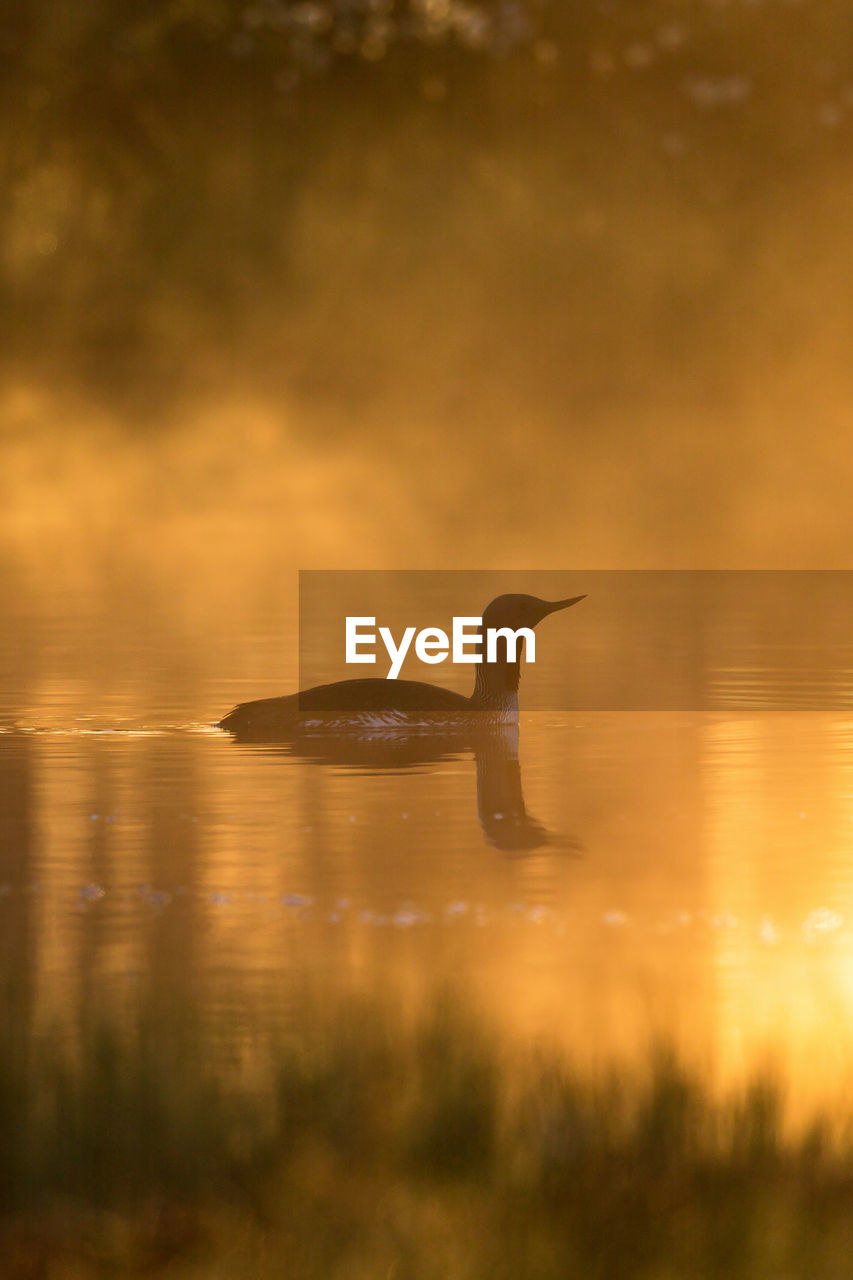 BIRD SWIMMING IN LAKE