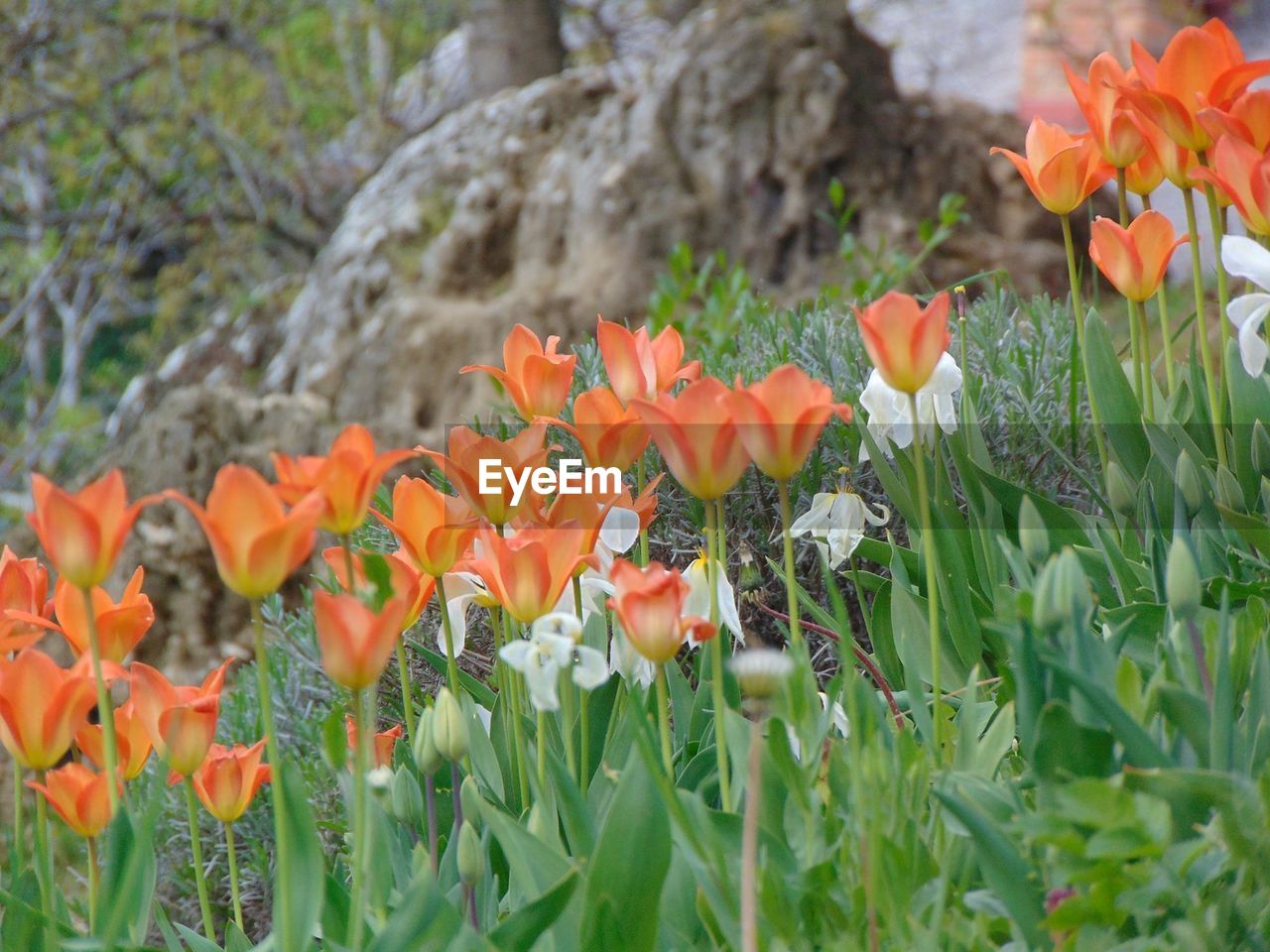 CLOSE-UP OF ORANGE CROCUS BLOOMING ON FIELD