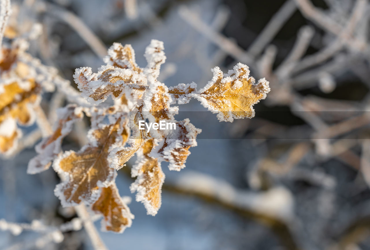 frost, plant, branch, nature, winter, snow, tree, flower, cold temperature, leaf, beauty in nature, macro photography, close-up, spring, no people, ice, focus on foreground, twig, frozen, outdoors, day, growth, flowering plant, white, coniferous tree, environment, selective focus, freezing, fragility, food and drink, freshness, snowflake, land, tranquility