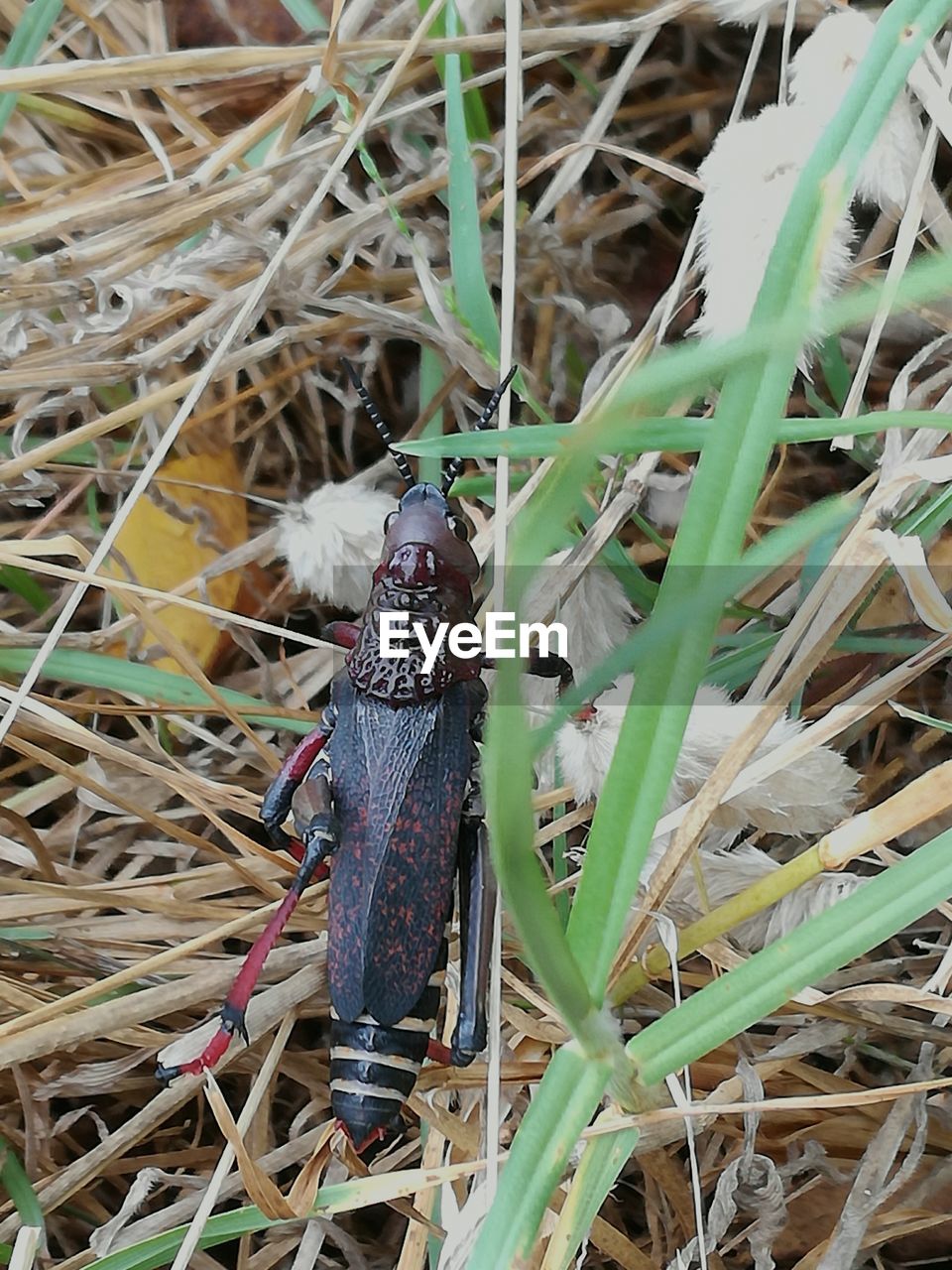 CLOSE-UP OF BIRD ON GROUND