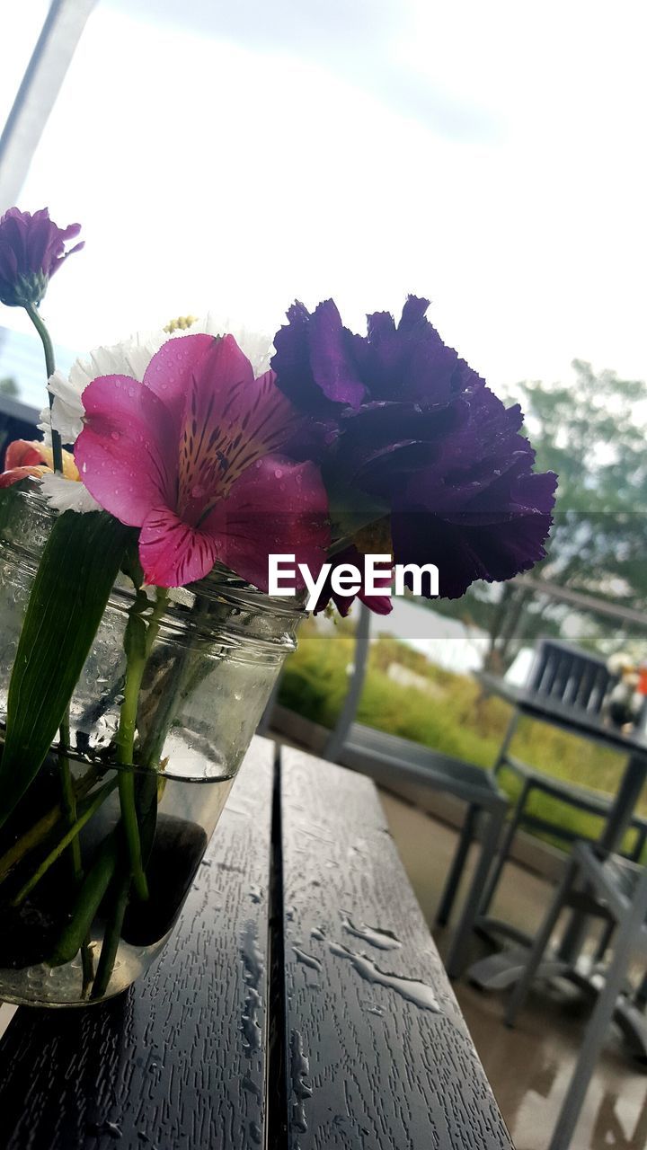 CLOSE-UP OF FLOWERS IN BLOOM