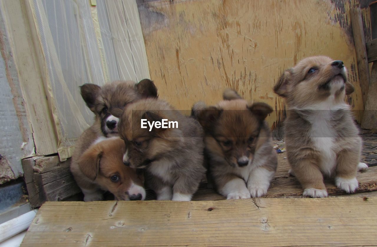 Corgi puppies playing on wooden porch