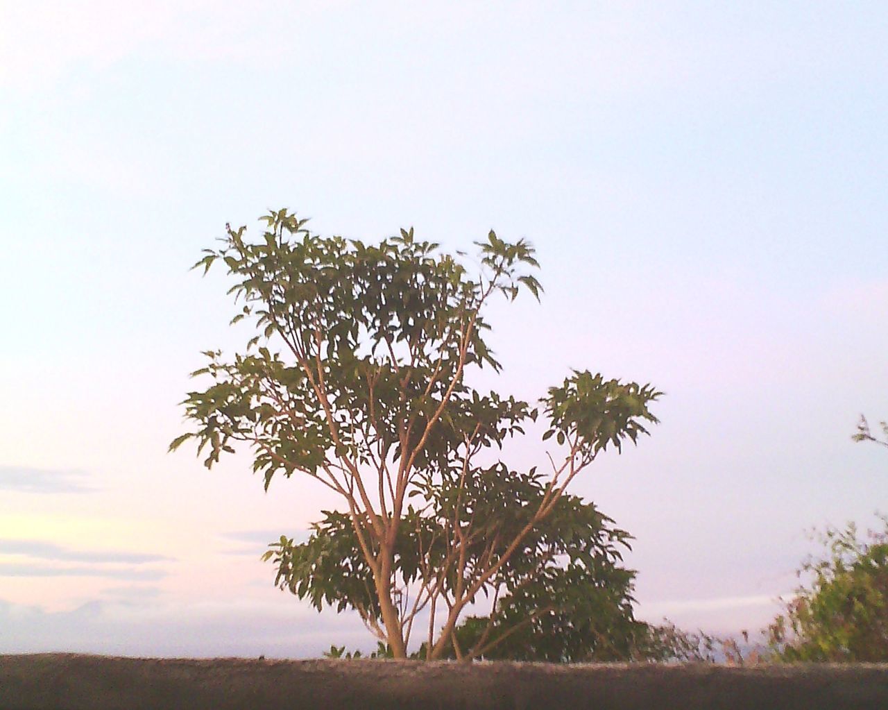 TREES ON FIELD