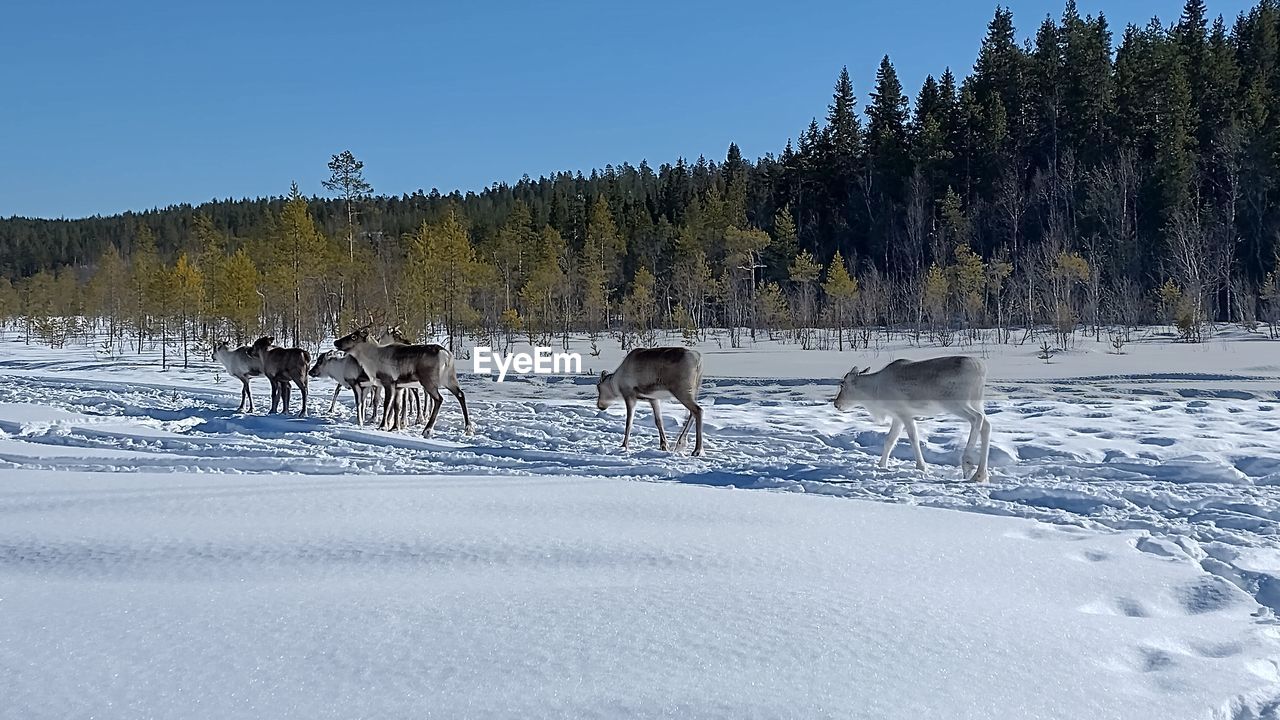 animal, mammal, animal themes, snow, winter, cold temperature, animal wildlife, tree, vehicle, group of animals, wildlife, domestic animals, landscape, forest, land, reindeer, environment, nature, plant, pinaceae, coniferous tree, scenics - nature, no people, pine tree, deer, beauty in nature, mountain, pine woodland, sky, travel, livestock, pet, herd, medium group of animals, outdoors, non-urban scene, woodland, frozen, day, travel destinations, blue, white, field, dog