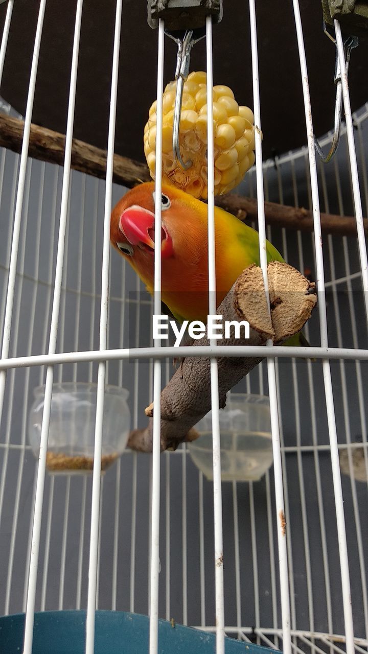 CLOSE-UP OF PARROT PERCHING IN CAGE