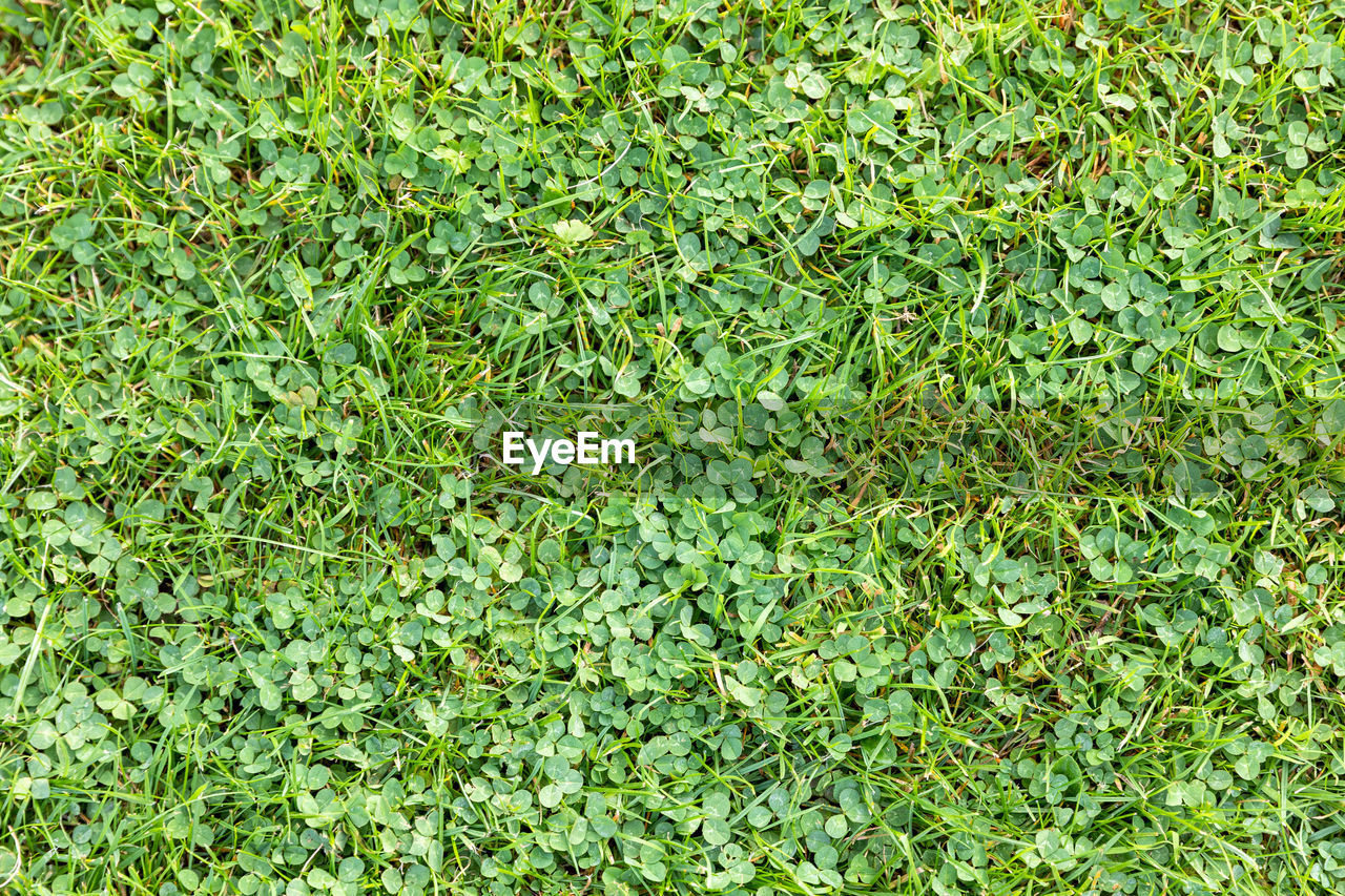 FULL FRAME SHOT OF PLANTS GROWING ON LAND