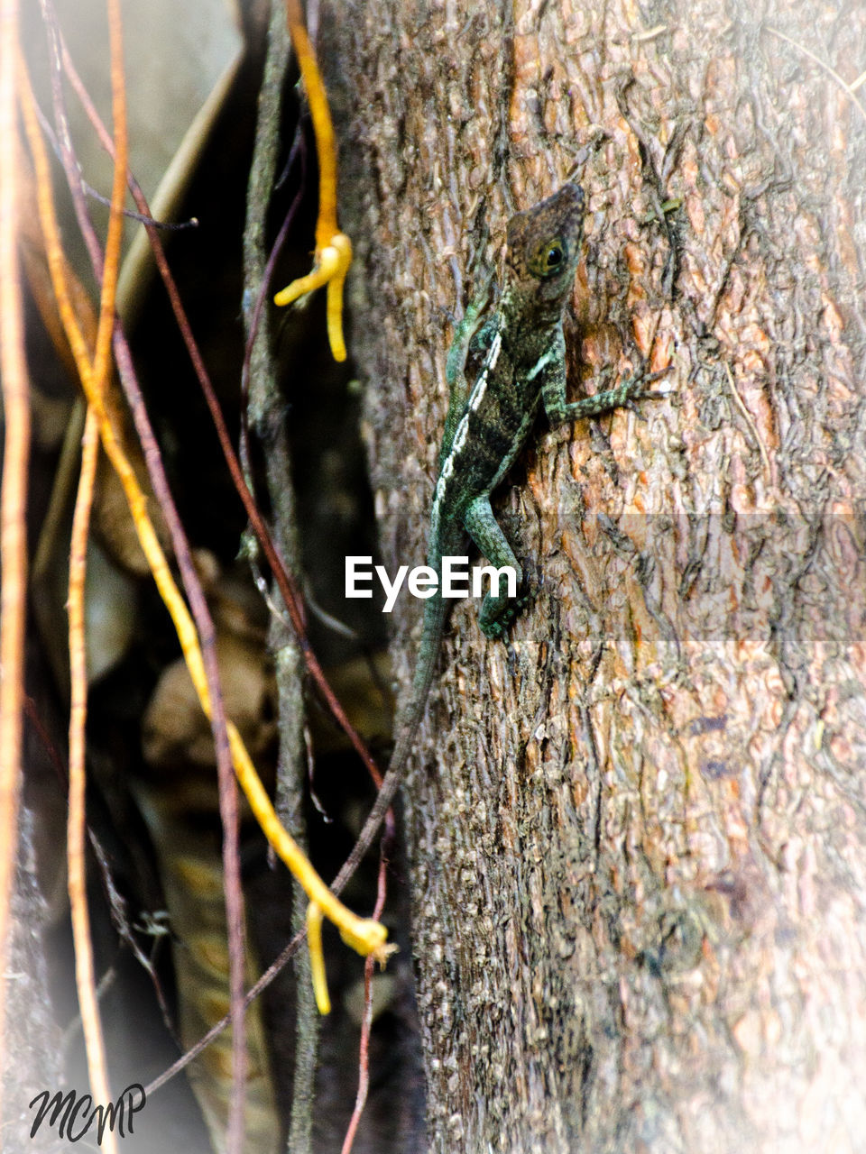 CLOSE-UP OF LIZARD ON TREE