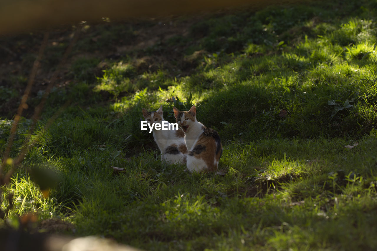 VIEW OF A CAT LYING ON GRASS