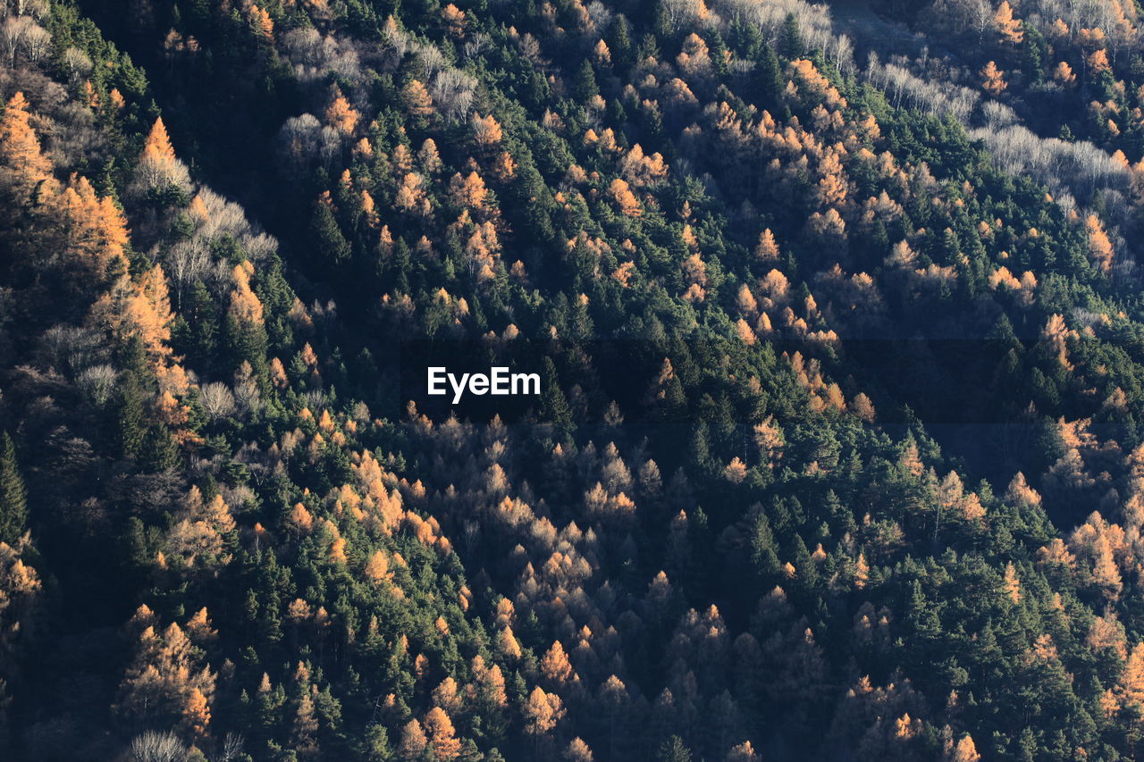 High angle view of trees growing in forest