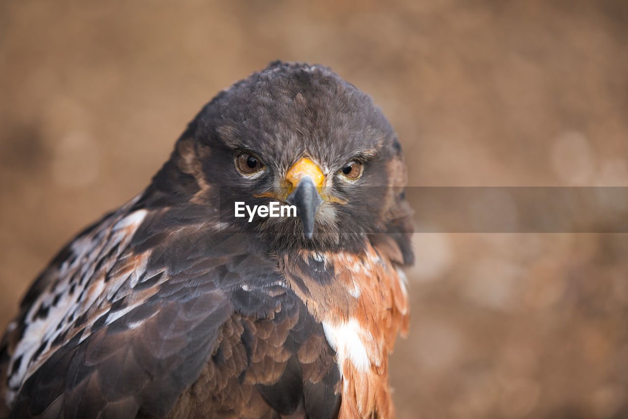 Close-up portrait of eagle