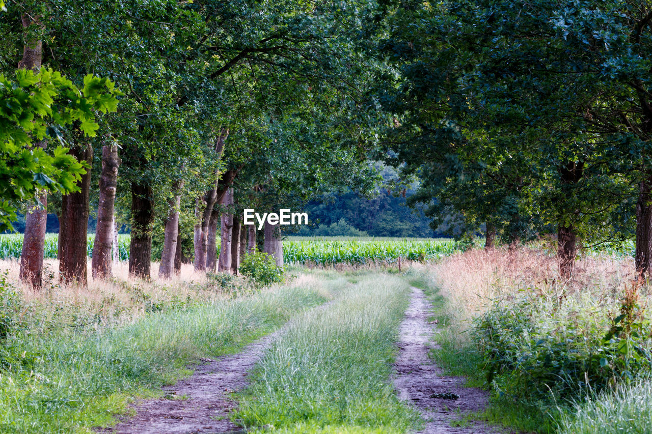 TREES ALONG PLANTS IN FOREST