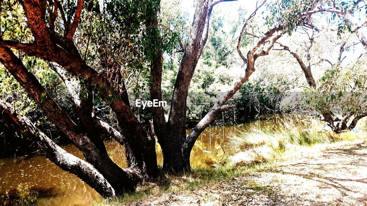 VIEW OF TREES IN THE FOREST