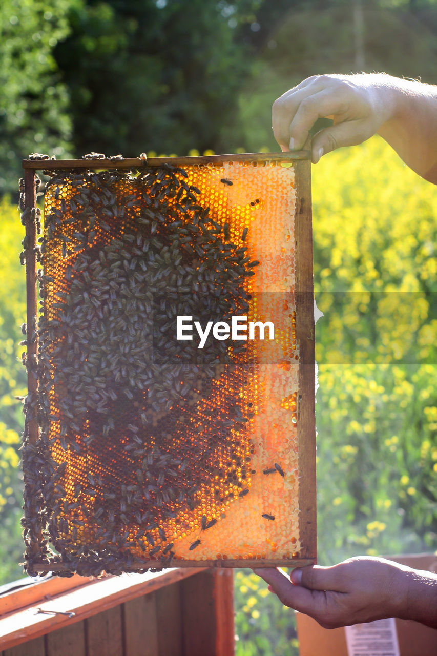 Man holding honeycomb with bees on it in the nature