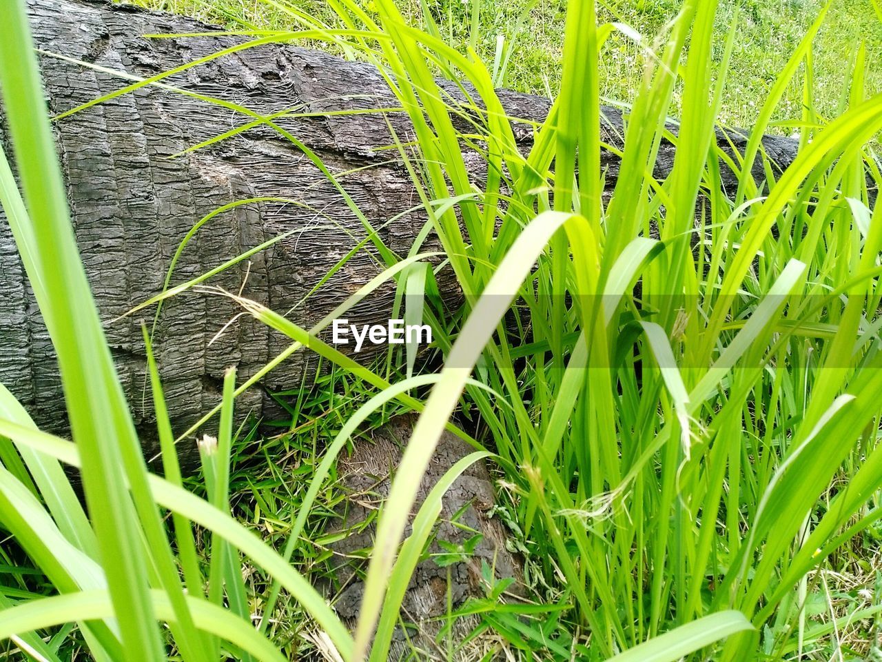 Close-up of fresh green plants on field