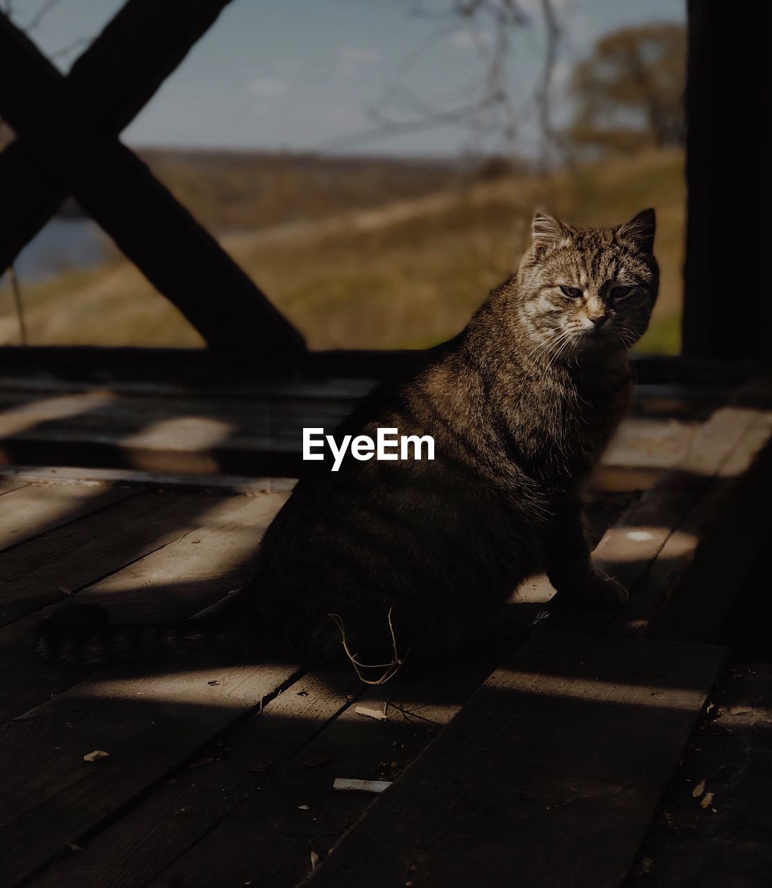 CAT SITTING IN A WOOD