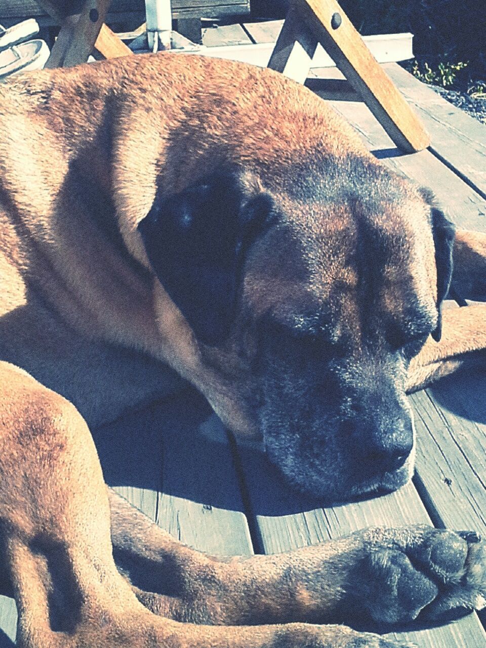 Close-up of dog resting on boardwalk