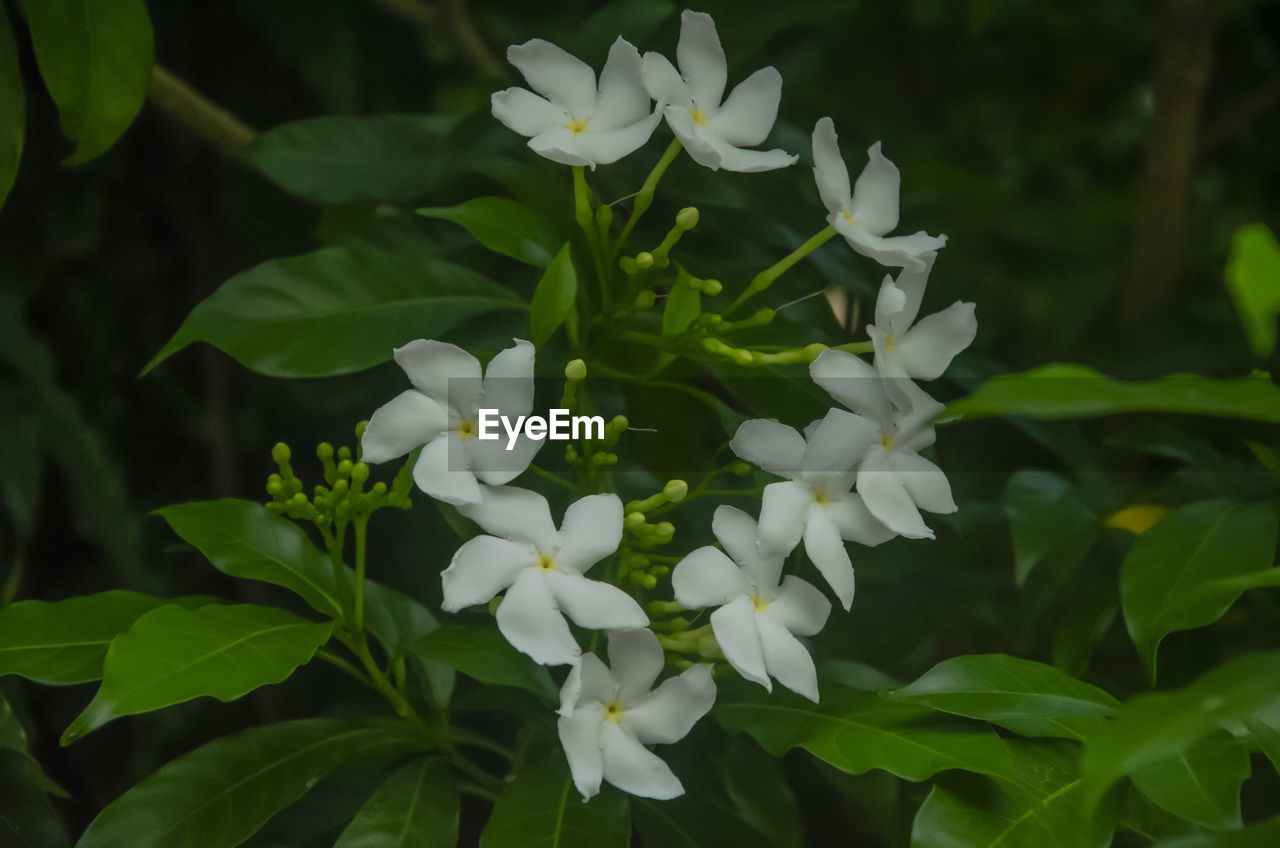 CLOSE UP OF WHITE FLOWERING PLANTS