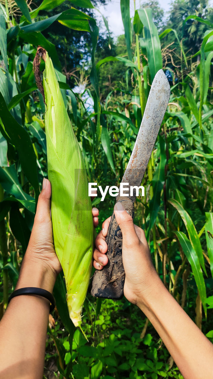 Corn is a plant that is often found in our city. midsection of person holding leaf